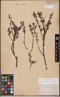 Foto von Salix aurita L. x Salix lapponum L. x Salix myrtilloides L.